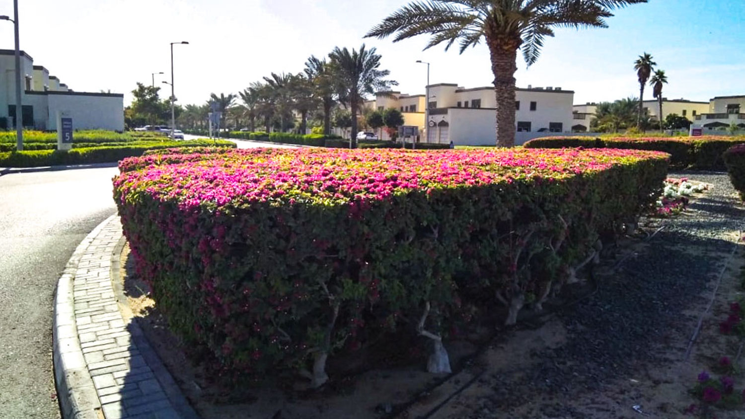 Soft landscape — Jumeira Park master-community planting